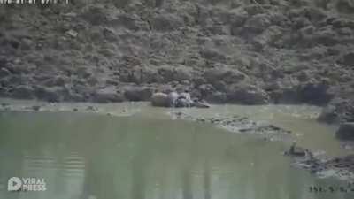 Python ambushes deer/antelope from the water.