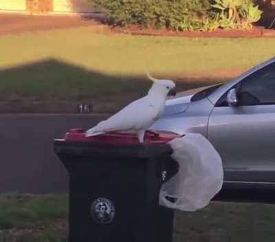 🔥 A wild Cockatoo being a mischievous little shit🔥