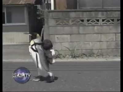 Pet penguin in Japan.