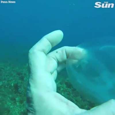 Diver encounters ghostly fish that is almost fully transparent