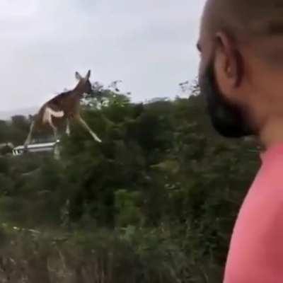 My deer people need me