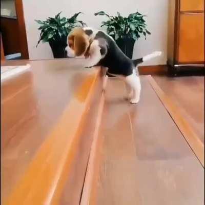 This beagle pup conquering the stairs.