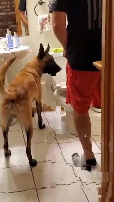 Guide dog helps blind people use toilet