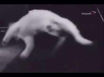 Cats in zero-g