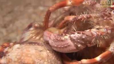 Hermit crab changing shells and bringing along his sea anemone pals