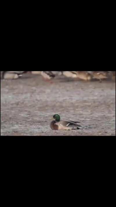 Falcon cuts out duck's head in a fraction of second 