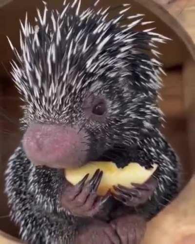 Porcupine eating an apple.. 😊
