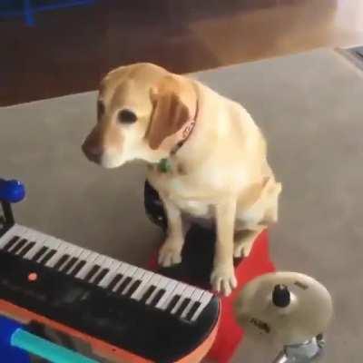 Talented good boye learning music