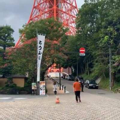 The Piggy goes to Tokyo Tower