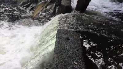 The sound of this salmon not making it up the fish ladder.