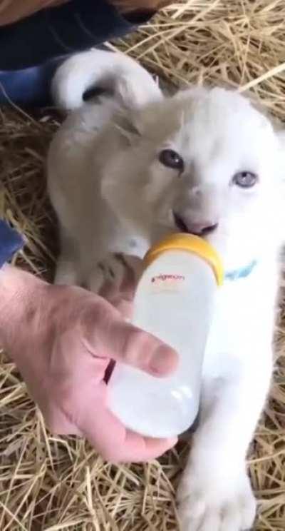 Beautiful White Baby Lion 🥰