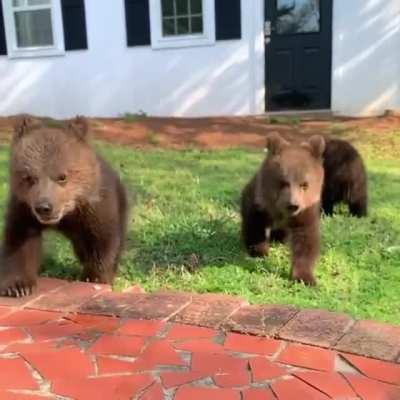 Slow motion Bear cubs 😍