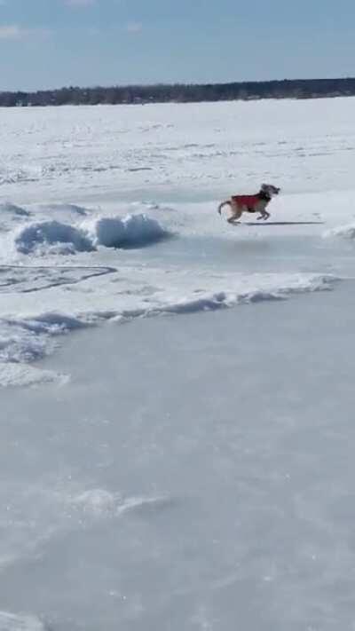 She arrived as troubled rescue from the Caribbean 3 weeks ago but demonstrating her new Canadian zoomies.