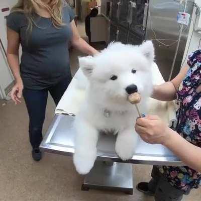 Fluffy cloud is given a vaccine!