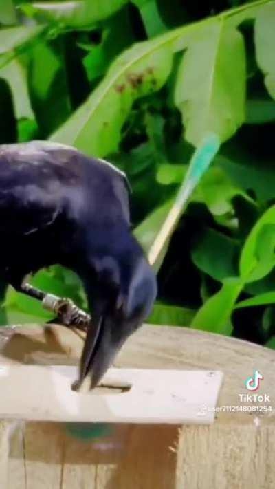 Watch this crow try to reach food using a stick, when it fails it adapts it into a hook