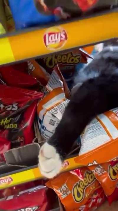 Bodega cat all comfy on some bags of chips