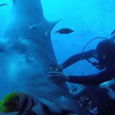 Shark attacks diver