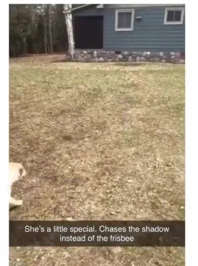 WCGW chasing the shadow instead of the frisbee