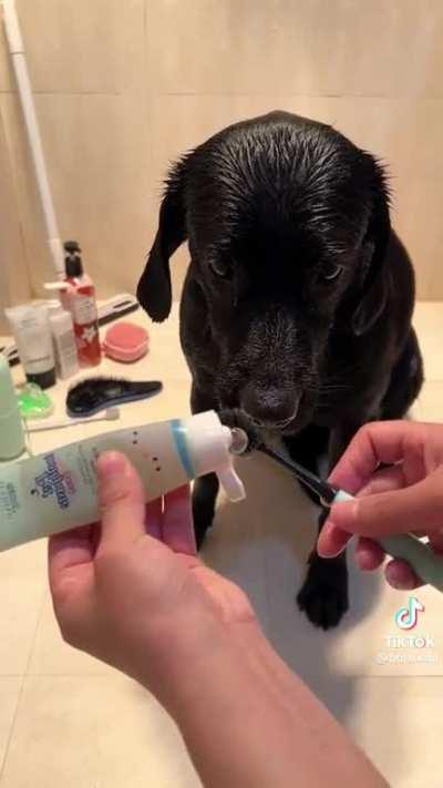 Well behaved dog’s bath