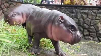 Meet Viral Baby Hippo Moo Deng, baby pygmy hippopotamus at Khao Kheow Open Zoo in Chonburi Thailand