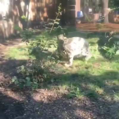 snowleopards