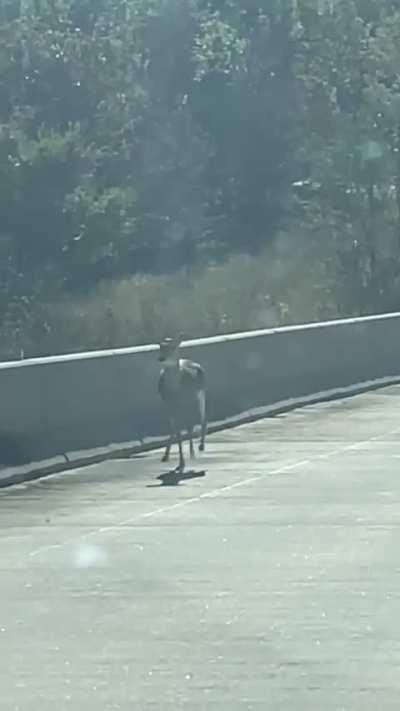 Deer majestically jumps off bridge.