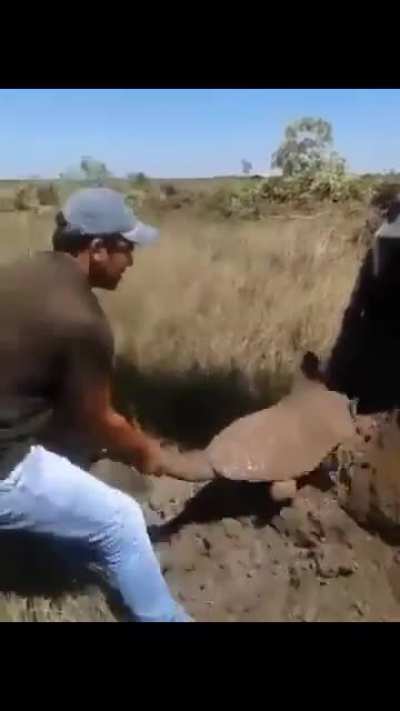 The shear size of this armadillo