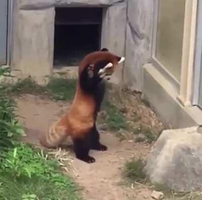 Red panda scared by a rock