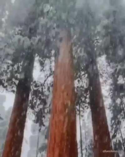 Snowfall in California’s Redwood National Park, home to the worlds largest trees