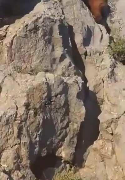 A grizzly climbing up a cliff at amazing speeds