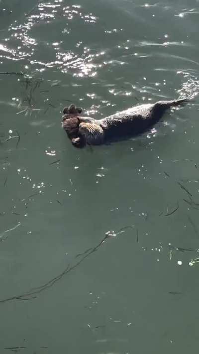 Protective mama Otter