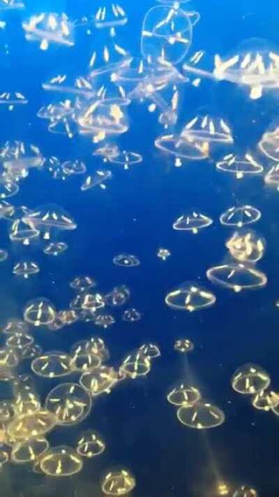 Just some lovely jellies I saw at the Vancouver Aquarium years ago. First ones are moon jellies. I’d love to know what the other two are.