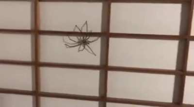 Listen with sound on. These foot-long Japanese huntsman spiders sound like fingers rapidly drumming when they scamper across tatami.