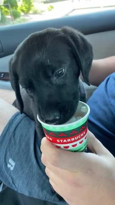 Reginalds back with his first Pup Cup