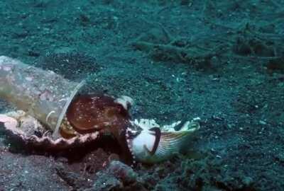 🔥 Diver convince octopus to trade his plastic cup for a seashell 🔥