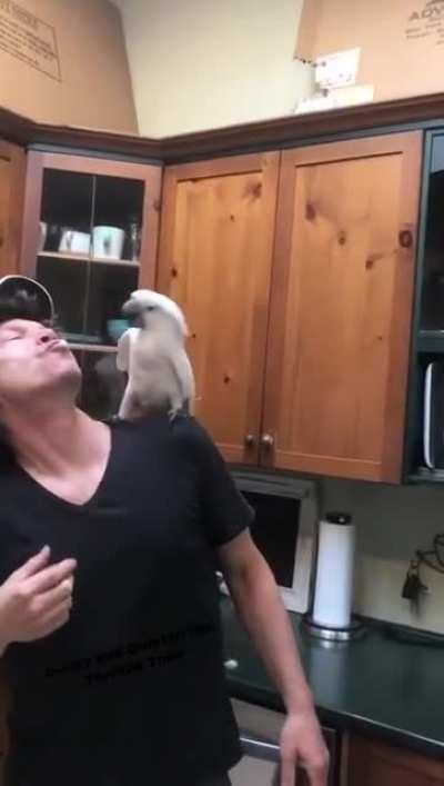 Parrot plays a cute game with his human