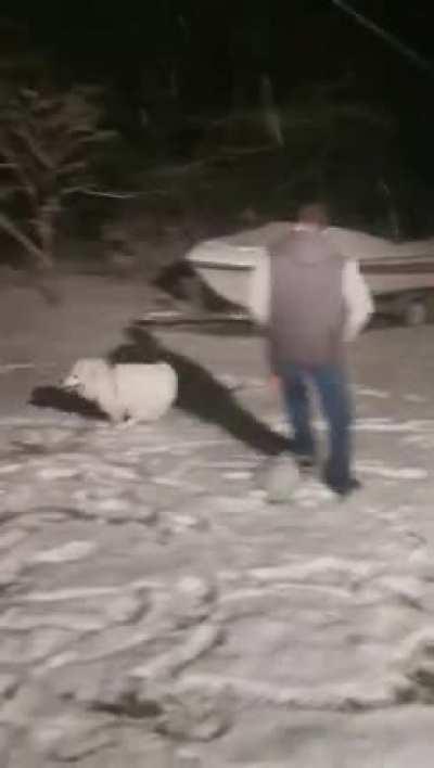 7-month old Samoyed sees snow for the first time