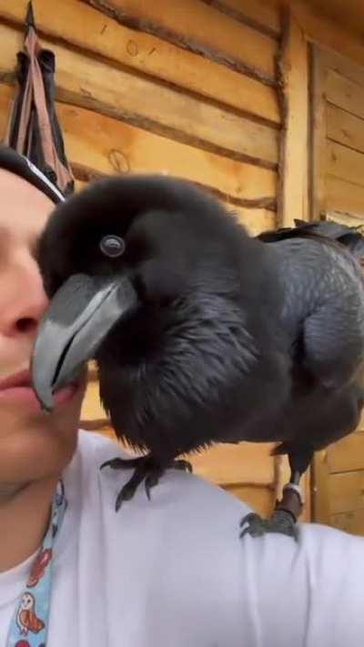 Meet Loki the raven