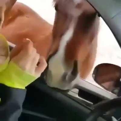 This horse couple stops drivers and makes people pat them. Every living being is happy when loved.