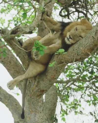 🔥 This lion has reached peak chill