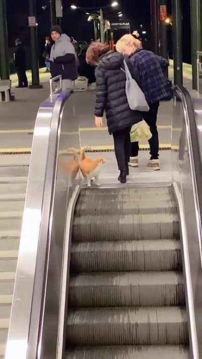 Escalator Inspector