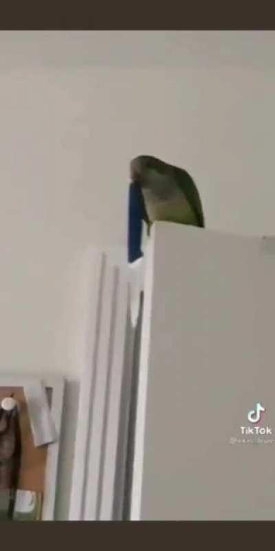 Killer birb - [xpost r/BirdsArentReal]