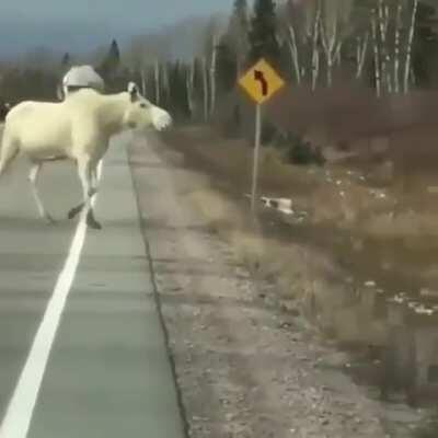 🔥 Two rare albino moose crossing the road