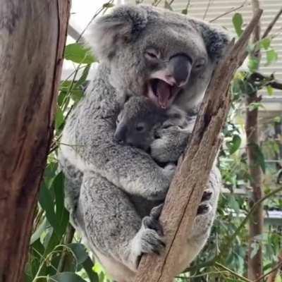 🔥 Mother Koala and baby