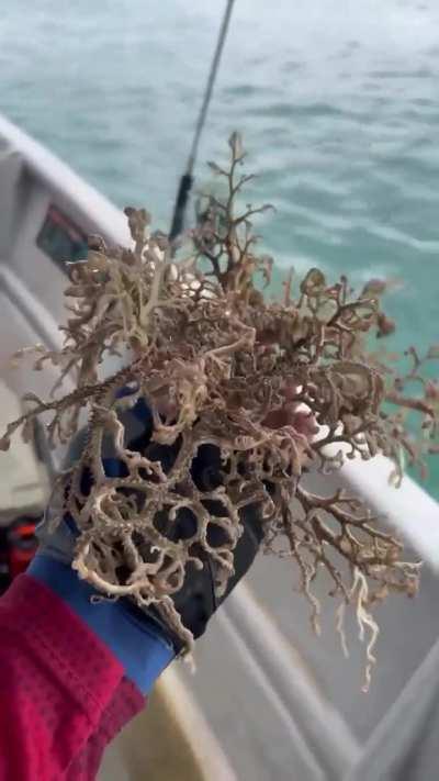 🔥A Basket Star, in the wild they may live up to 35 years. 