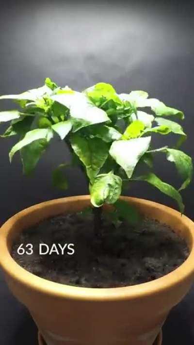 Growing a bell pepper