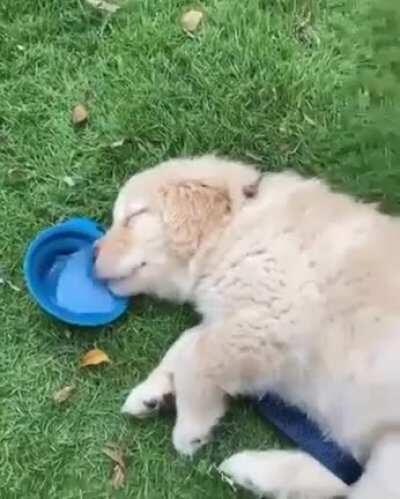 this tired little puppy