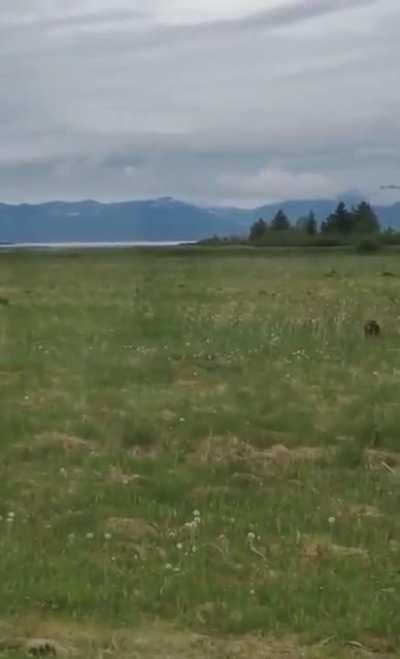 🔥 A grizzly bear chasing a baby moose gets seen off by its mother