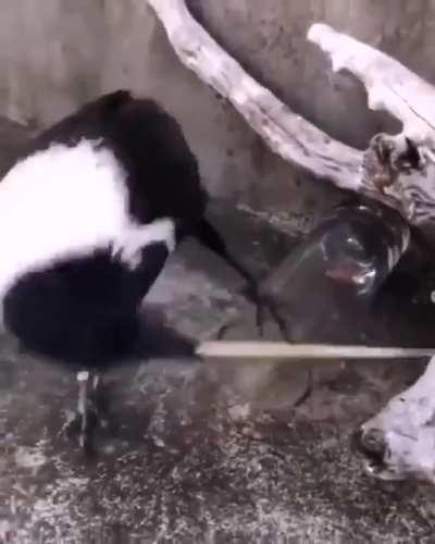 🔥 The crow is a clever bird.