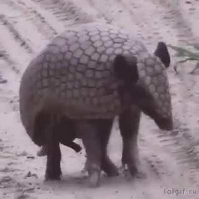 The defence mechanism of an armadillo